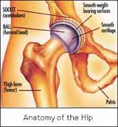 Normal Hip Joint Anantomy