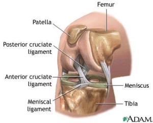 KNEE JOINT